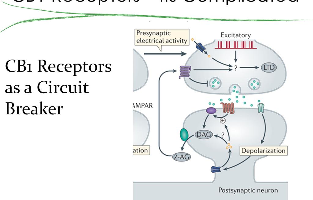 CB1 Receptors Its Complicated