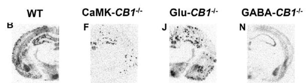 CB1 Receptors Its Complicated Neuronal Subtype Differences Most CB1 expression is on GABA terminals, yet