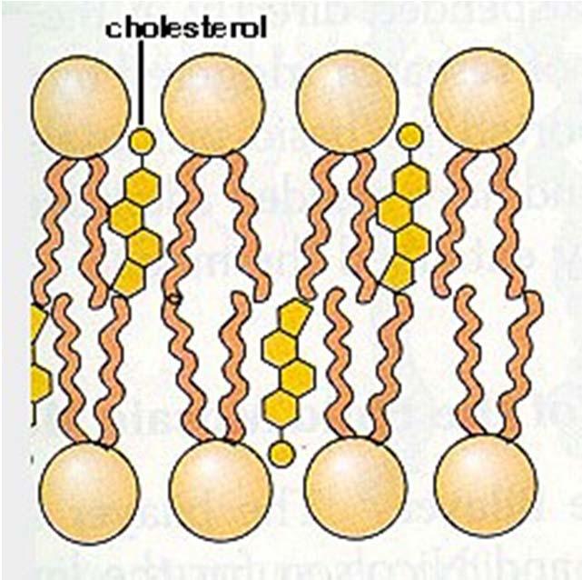 Cannabinoids 101 Cannabinoids modulate membrane fluidity (early 80s) Based on hypothesis that levels of cholesterol in membrane influenced neuronal