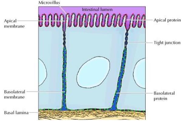 Protein Mobility : Proteins, like lipid molecules, move within the membrane. Protein mobility is important regarding to polar cells. Polar cells : cells that have two sides (2 poles).