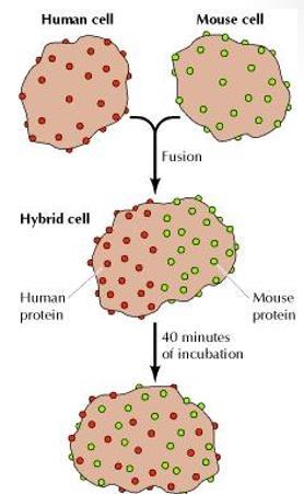 The experiment that confirms the movement of proteins within the membrane : 1. The proteins of one cell were labeled in green while the proteins of another cell were labeled in red. 2.
