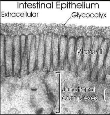 The mobility of membrane proteins is restricted by : Association with the cytoskeleton, ECM proteins, proteins on the surface of adjacent cells.