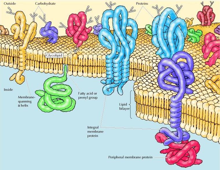 Membrane Proteins Proteins are present in various structures, functions and shapes. Some proteins are anchored to the membrane.