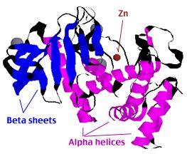This allows us to review these structures that we had studied using the protein G1 (see McClure's page) We are particularly interested in how the zinc ion is