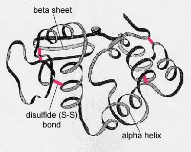 Tertiary structure is determined by interactions between R groups, rather than interactions between backbone constituents These interactions between R groups include hydrogen bonds, ionic bonds,