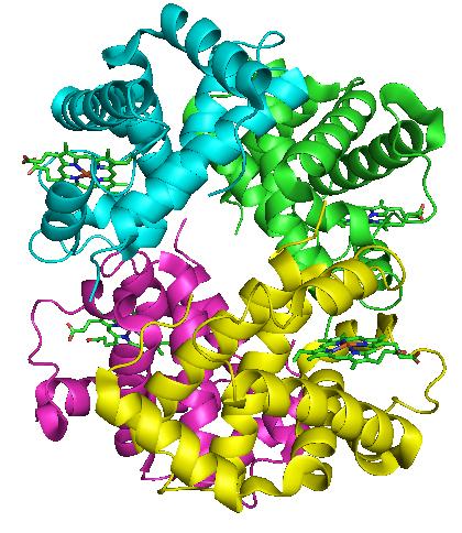 chains form one macromolecule Collagen is a fibrous protein consisting of three polypeptides coiled like a rope Hemoglobin is a globular protein consisting of four polypeptides: two alpha and two