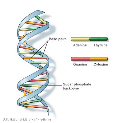 Concept: Nucleic acids store and transmit hereditary information The amino acid sequence of a polypeptide is programmed by a unit of inheritance called a gene Genes are made of DNA, a nucleic acid
