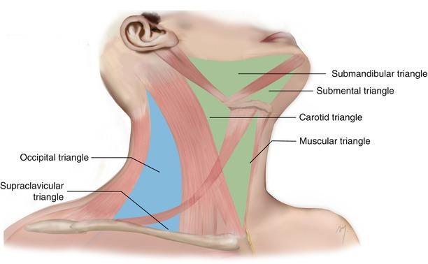 Posterior triangle The posterior triangle of the neck is further subdivided by the inferior belly of the omohyoid muscle into a large