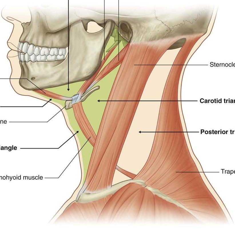 Sternocleidomastoid Remember 4 Muscles 3