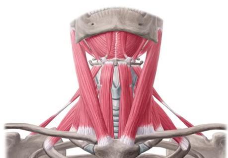 Muscular triangle Hyoid bone Imaginary midline of the neck.