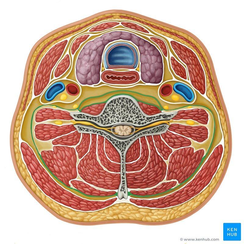 Infrahyoid muscles Cross section through the neck (below hyoid) Thyroid gland Trachea