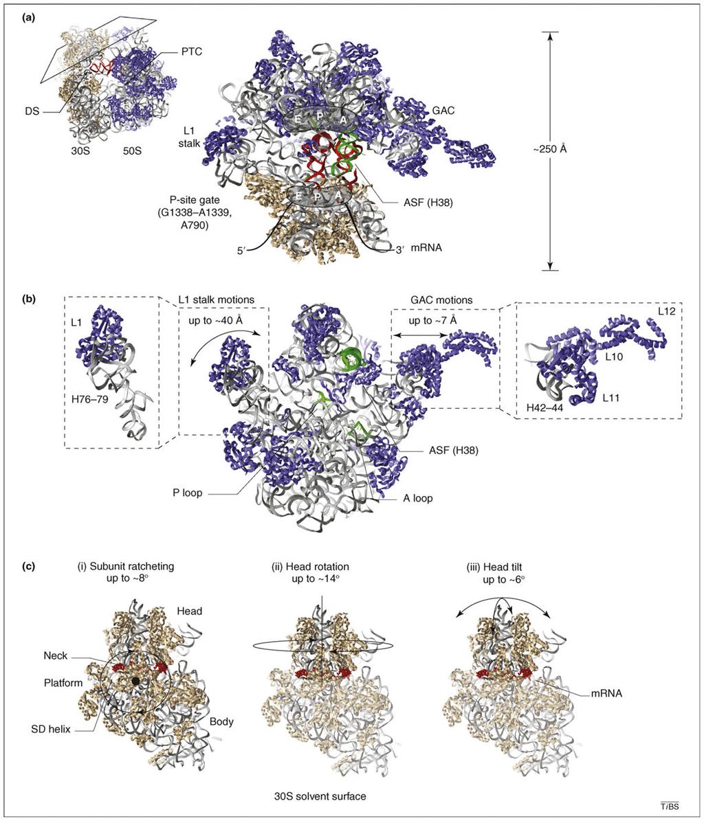 Munro et al. Page 15 Figure 1. Structural snapshots of functional ribosome complexes reveal distinct conformational degrees of freedom implicated in the translation mechanism.