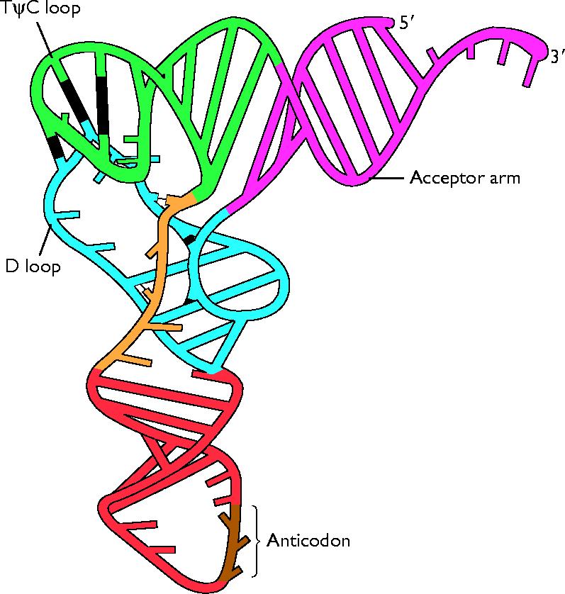 TRANSFER RNA (trna) Cloverleaf structure 3-D