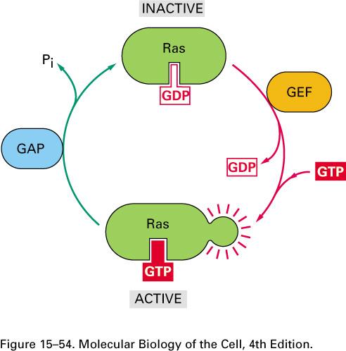 Ras cycles between active and inactive forms GEF=Guanine nucleotide Exchange Factor