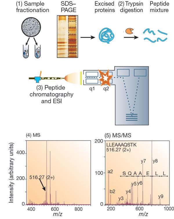 Generalized mass-spectrometry-based proteomics workflow Fractionation can include Immunoprecipitation, affinity resin, subcellular fractionation MS and MS/MS spectra are matched against