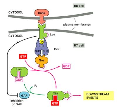 Early cell-signaling events in R7 development