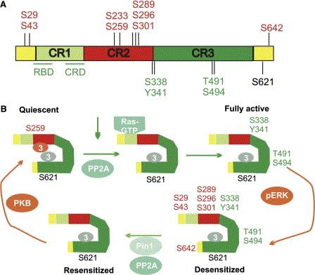Raf Activation Cycle CR=Conserved Region1,2,3 CRD= Cysteine Rich Domain, Binds