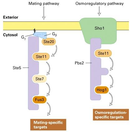 Scaffolds organize MAP kinase pathways:yeast