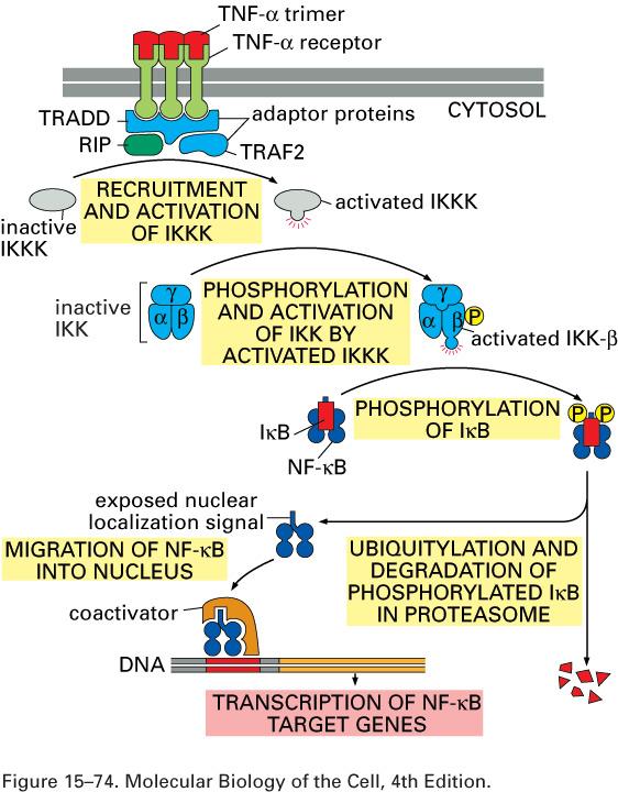 TNFα receptors signal to NFkB Ubiquitylation is a common signal transduction mechanism (see regulation of cyclins for