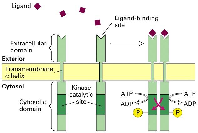 Ligand binding leads to