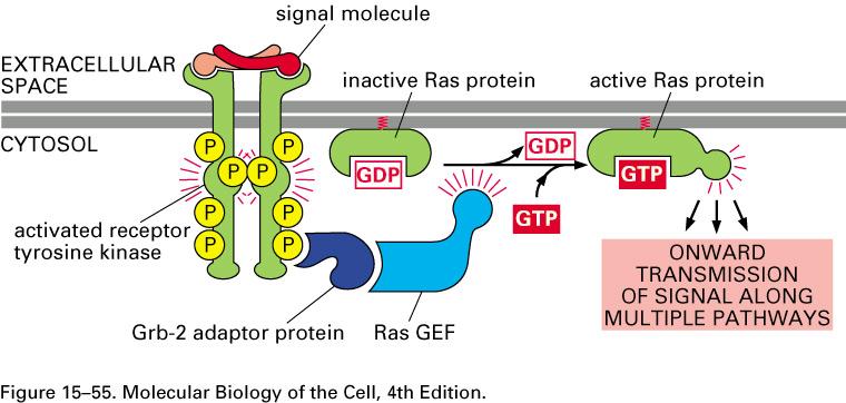 Activation of Ras by an activated receptor kinase Ras is a small monomeric