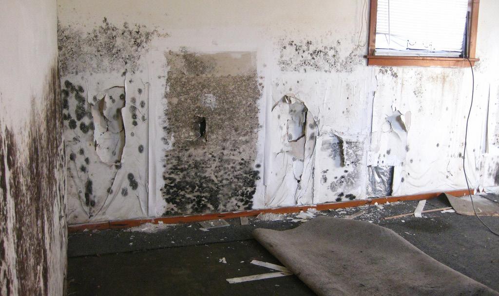 MOLD MOLD is almost everywhere, but it is not healthy to live where mold is growing. Mold is a living thing. It can be green, white, orange or black. It often smells musty and may be called mildew.