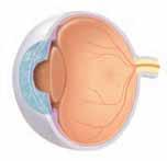 4 Eye Anatomy The eye receives and processes light. The retina (the inside lining of the eye) turns light into nerve signals. These become visual images in the brain.