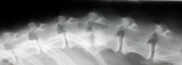 Figure 1. MRIs of non-compressive spinal cord injuries. A (sagittal T2-WI) and B (transverse T2-WI) are MRIs of a dog with a fibrocartilagenous embolism.