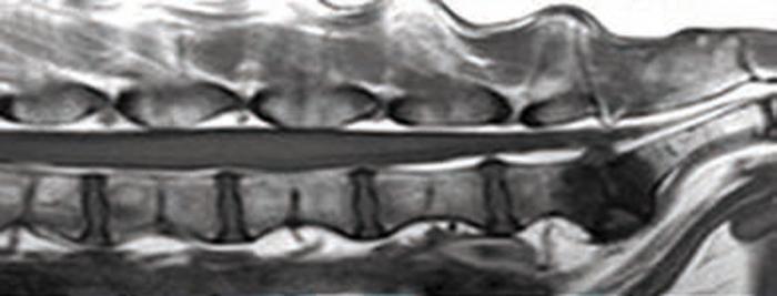 Figure 2. Lateral radiograph (A) and sagittal T1-WI image (B) of two dogs with discospondylitis.