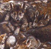 The wolf is a highly social animal, generally living within the same pack for most, if not all,
