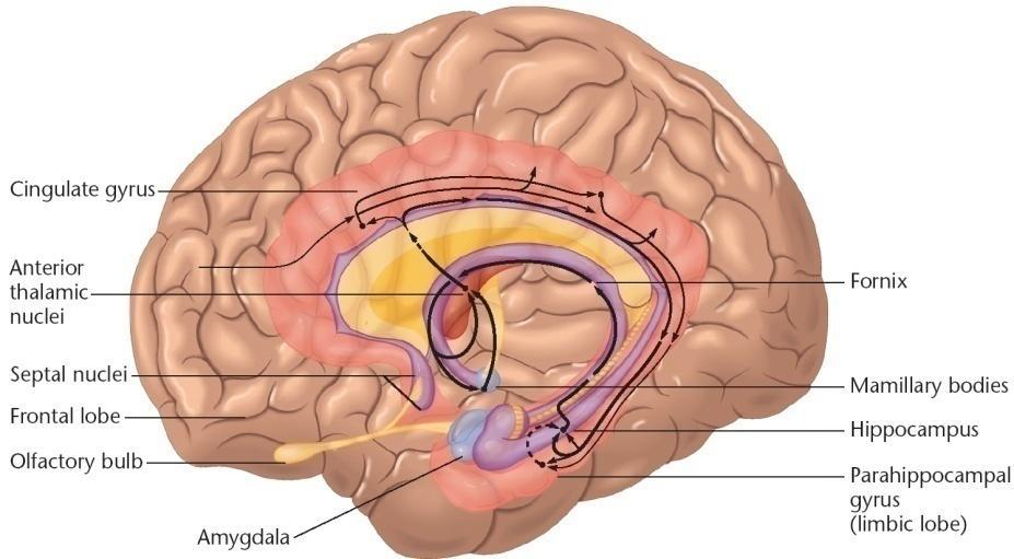 Affect, Memory, Attachment (I) Affect: Survival & reproductive fitness (Darwin1872) a. Brainstem:neurotransmitter system, autonomic function, motor nuclei for facial nerve b.