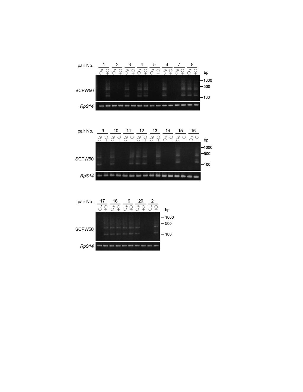 Supplementary Figure S4 Gels showing PCR detection of the W chromosome marker in genomic DNAs of 21 pairs of F 2 hybrids from crosses between Samia cynthia pryeri females and Samia cynthia walkeri