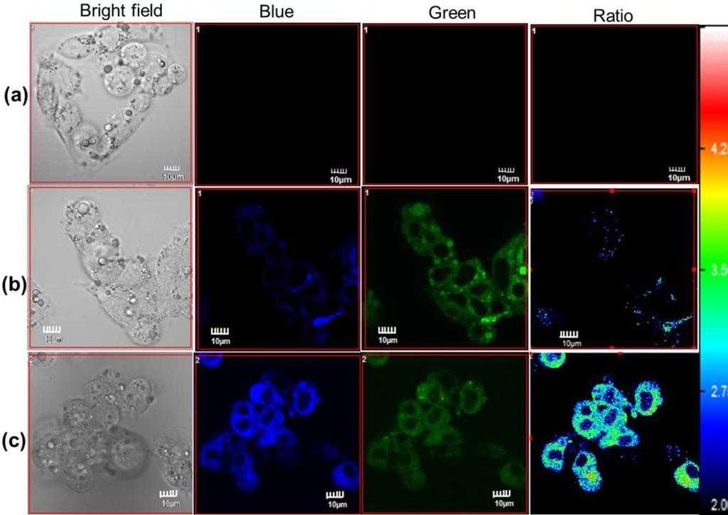 Fig S12. One photon fluorescence imaging of endogenous hce2 in living HepG2 cells.