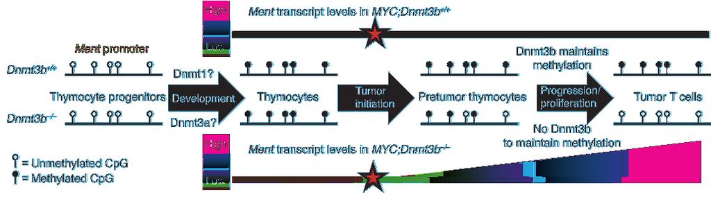Figure 9 Critical role of Dnmt3b in cancer-specific methylation maintenance of Ment. Dnmt3b is dispensable for de novo methylation of the Ment promoter during normal thymocyte development.