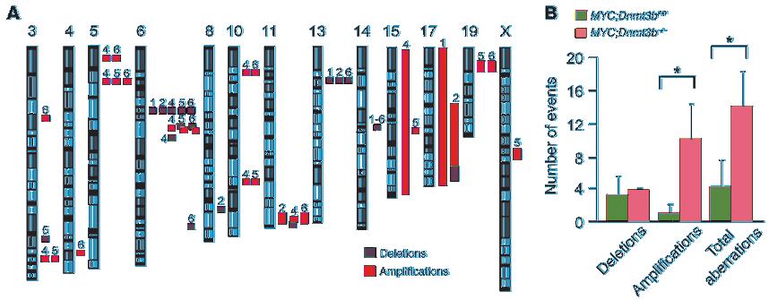 Figure 3 Ablation of Dnmt3b leads to increased genome instability. (A) Cytogenetic aberrations found using acgh for 3 MYC;Dnmt3b fl/fl tumors (tumors 1 3) and 3 MYC;Dnmt3b / tumors (tumors 4 6).