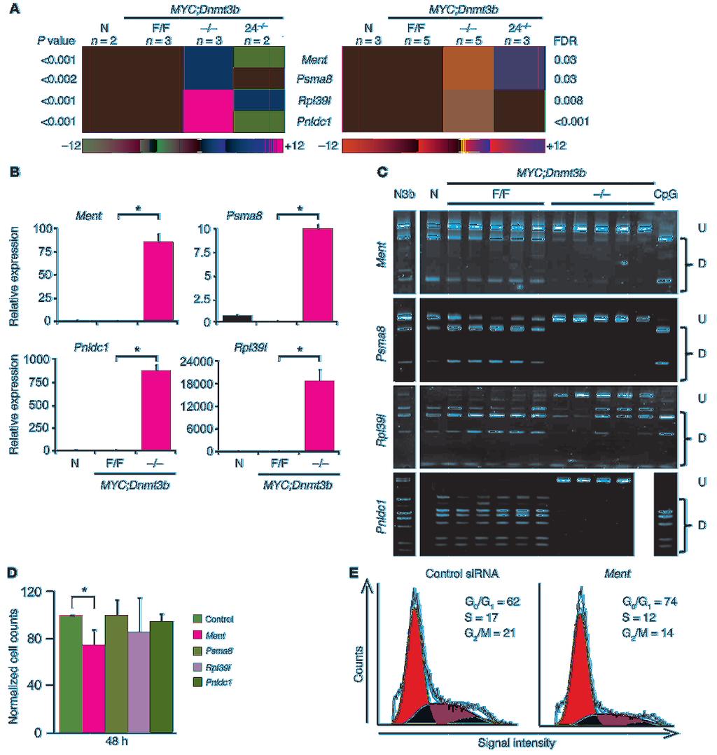 Figure 5 Gene expression, DNA methylation, and functional analysis of genes overexpressed in Dnmt3b-deficient tumors.