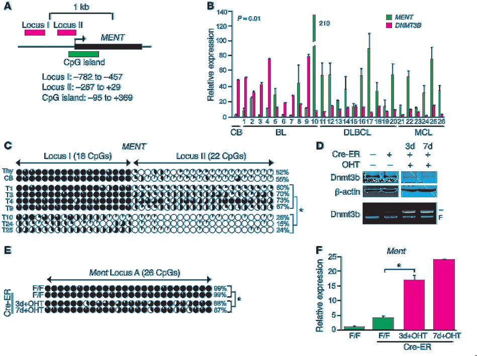 Figure 7 Dnmt3b-dependent methylation regulates transcript levels of human and mouse Ment. (A) Human genomic region of MENT.