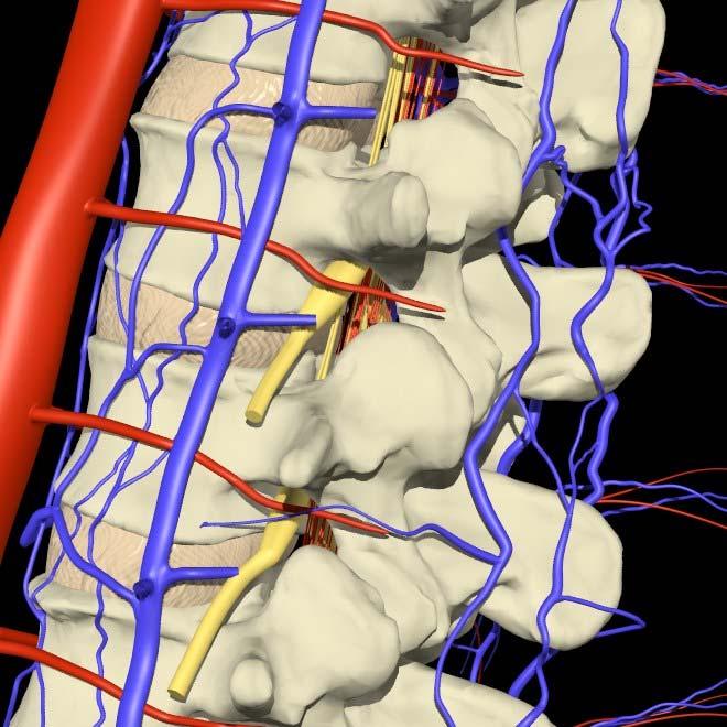 Nerves and Vessels Neural Foramen Spinal