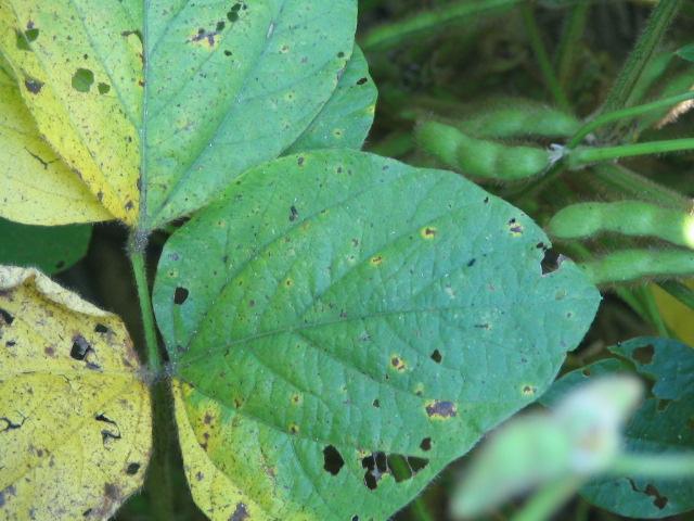 What foliar diseases occur in Ohio?