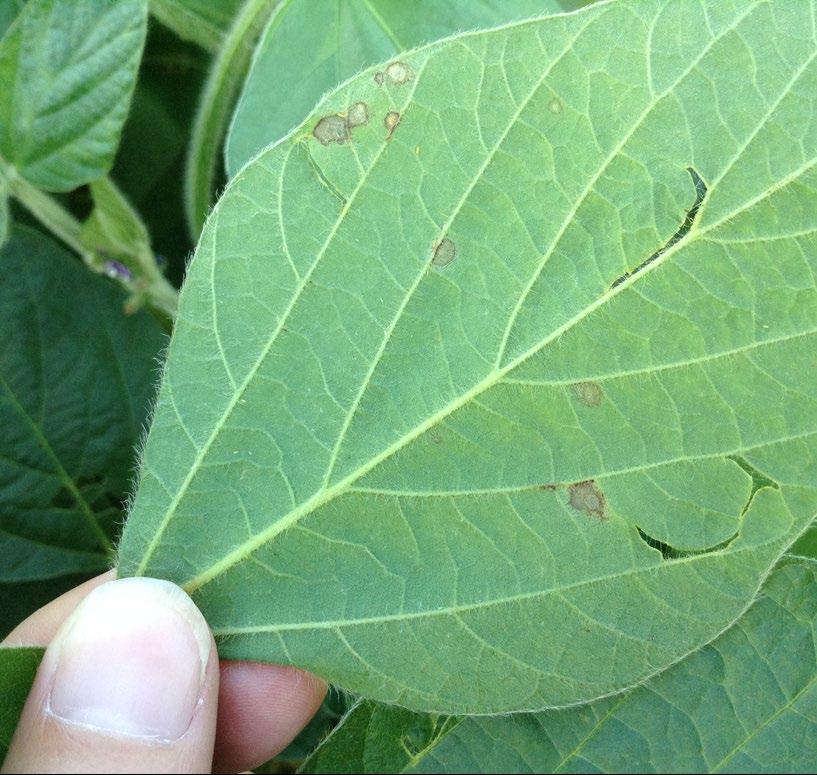 Frogeye leaf spot- symptoms developed early