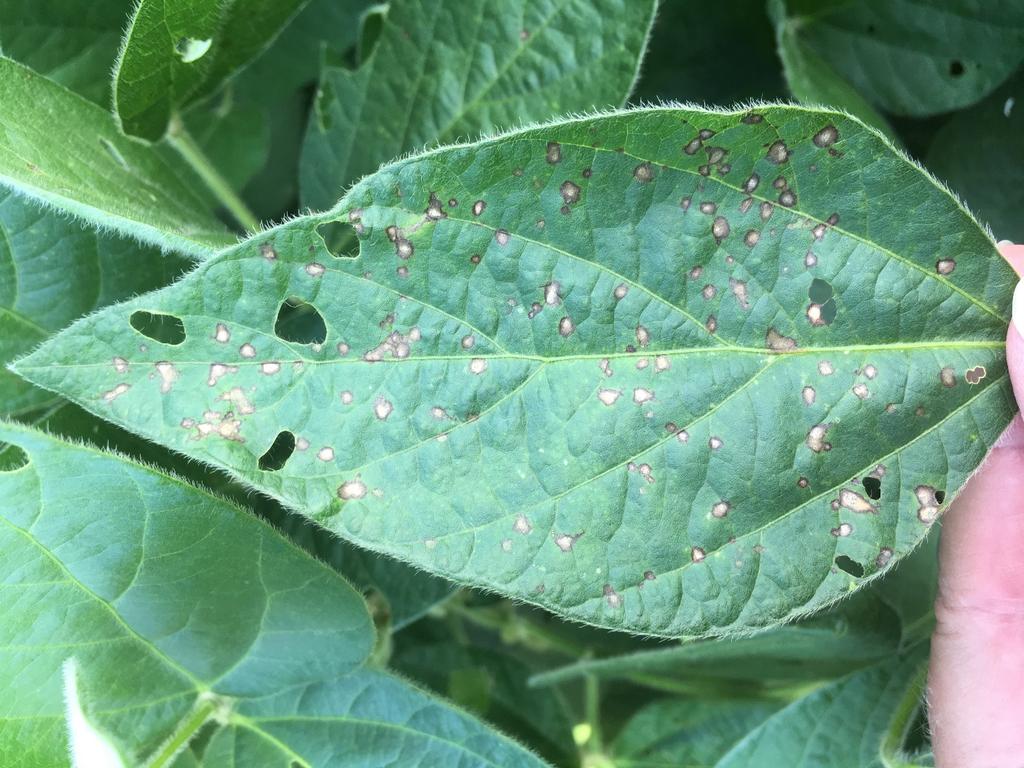 Frogeye leaf spot 10 years ago, completed studies that indicated this pathogen can overwinter in Ohio Cruz et al. 2009. Plant Health Progress doi:10.