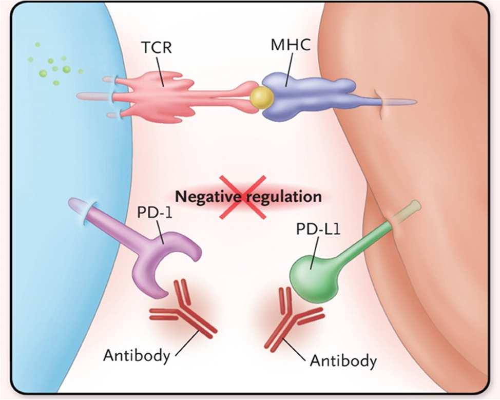 Targeting the PD-1 Pathway in Breast Cancer Ribas A. N Engl J Med 2012;366:2517-2519.