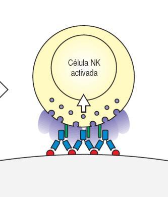 cytotoxicity DC-mediate enhancement of Ag