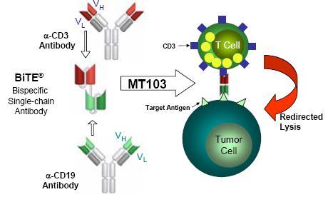 Direct targeting of surface tumor antigens 1.2- Bispecific T-cell engagers (BiTEs).- BitEs may oevercome the limitations of an immunosupressive tumor environment by directly linking CTL.