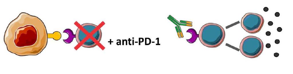 PD-1L PD-1 CTL TURNING OFF THE BRAKES: antibodies against CTLA-4 (CD152),