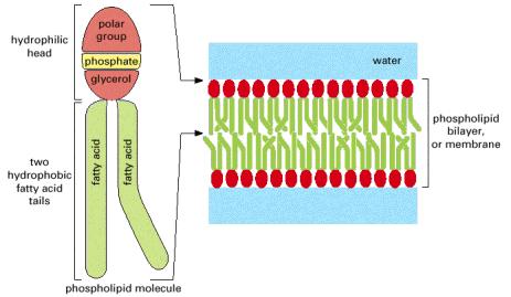 Orientation in membrane