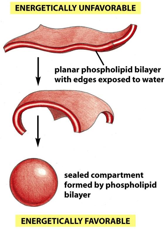 of lipid bilayer Animation http://www.youtube.com/watch?