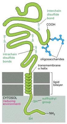 peptide bonds Gly and Phe hydrophobic