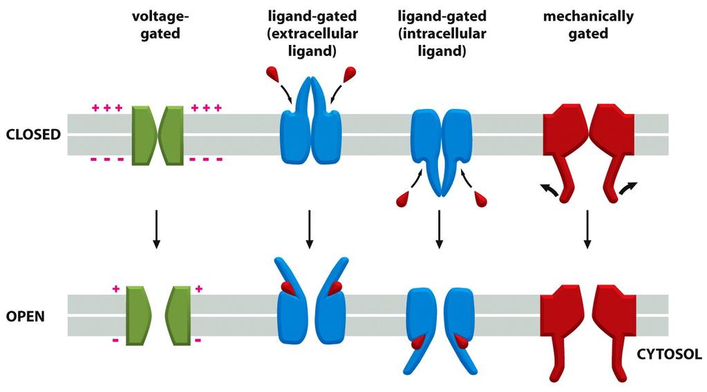 The gating of ion channels Animations - http://www.youtube.com/watch?