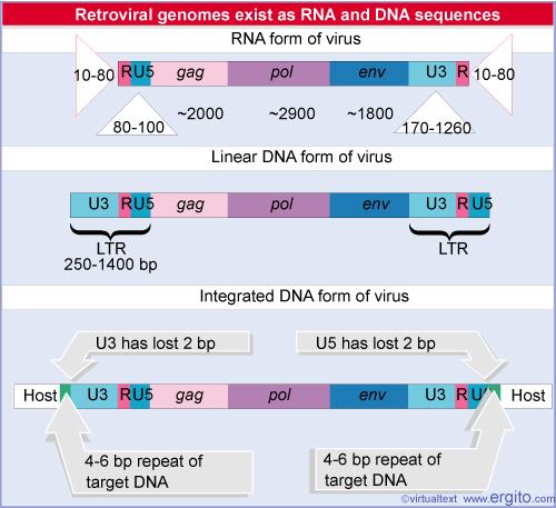 R segments vary from 10-80 nucleotides R segments are used during conversion from RNA to DNA form to generate